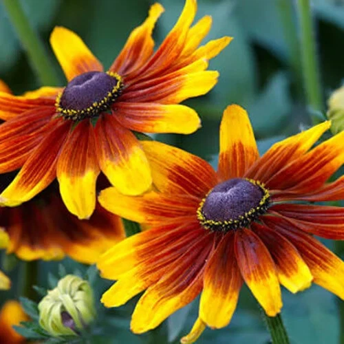 Gloriosa Daisy Seeds | Black Eyed Susan | Rudbeckia Hirta | Flower Seeds | 1180 - Image 1 of 1