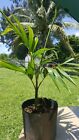 Single adonidia merrelli Palm Tree   36 inch  tall