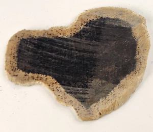 Petrified Wood Polished Slab Fossil - Unknown Age and Locality - 143 g - Picture 1 of 8