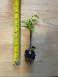 Jasmine Downy- Live Plant - Picture 1 of 3