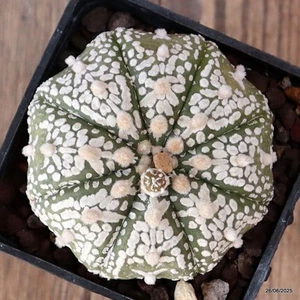 D4840 ASTROPHYTUM SUPERKABUTO TIPO "V" maceta 7-H4-W7 cm MaMa Cactus - Imagen 1 de 4