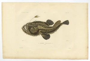Pl.19 Antique Print of the Lophius Piscatorius by Gaimard (1842) - Picture 1 of 1