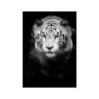 Black And White Wild Animals Prints Poster Art Picture Home Room Wall Decoration
