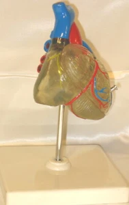 Corazón Transparente Anatomía Médico Modelo Anatómico Tamaño Natural Enseñanza Estudiante - Imagen 1 de 5