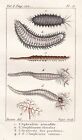 Afrodite Amphinome Arenicole Wurm Vermi Verme Engraving Incisione Buffon 1780