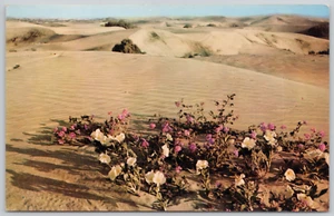 Verbenas Flowers Nevada Desert Vintage Postcard - Picture 1 of 2