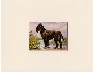 IRISH WATER SPANIEL 50er JAHRE HUND KUNSTDRUCK RAHMENFERTIG MONTIERT - Bild 1 von 1