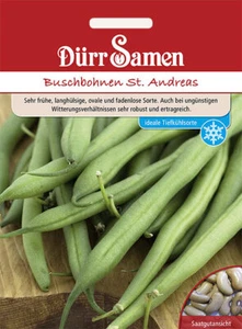 Buschbohnen St. Andreas Saatgut von Dürr-Samen - Bild 1 von 1