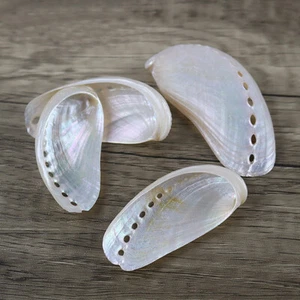 10Pcs 4-6CM Abalone Shell Polishing Fish Tank Aquarium Landscaping Photo Props - Picture 1 of 11