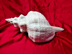Large White Conch Seashell – Natural Spiral Shell, 18x9x6 in - Picture 1 of 4
