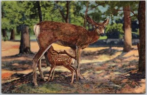 Arizona AZ, Park Deer and Fawn, Grand Canyon National Park, Vintage Postcard - Picture 1 of 2