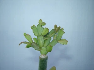 Schlumbergera Russelliana Ehlers ( small Ehlers form ) - 02 - Picture 1 of 4