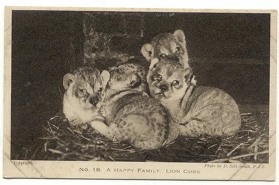 Zoological Society Of London Regent's Park Lion Cub Family No. 18 Postcard - Image 1 of 2
