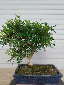 Bonsai Zanthoxylum Piperitum Jap. Pfefferbaum Pepper Pimentero - Bild 1 von 3