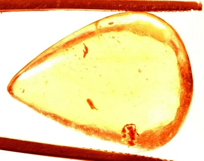 14.05 Cts. Natural Genuine Old Baltic Amber Untreated Certified Gemstone - Image 1 of 4