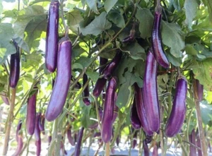 20+ SEEDS Long Purple Eggplant | Talong SEEDS for Planting | NON-GMO - Picture 1 of 2