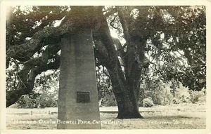 Hooker Oak in Bidwell Park Chico RPPC Real Photo Eastman Unused Postcard CA P789 - Picture 1 of 2