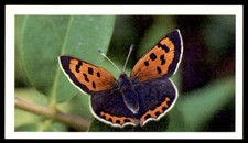 Grandee British Butterflies 1983 - Small Copper No. 21