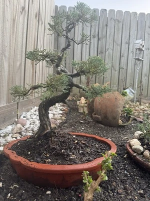 10 year old juniper tree 18 inches tall including pot - Image 1 of 2