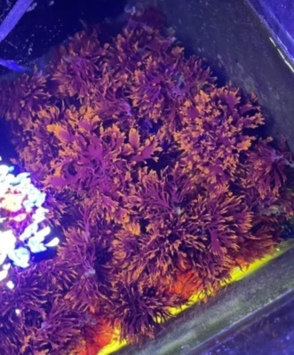 3+inch Home Grown Saltwater Red Dragons Breath Macro Algae Reef Refugium - Image 1 of 3