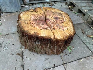 Baumscheibe 64cm Mammutbaum - Bild 1 von 7