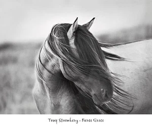 Póster fotográfico Fierce Grace de Tony Stromberg impresión artística caballo decoración occidental 24x20 - Imagen 1 de 1