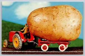 Postcard They Sure Grow 'EM Big Here Vintage c1960s  Potato Tractor Farmer - Picture 1 of 2