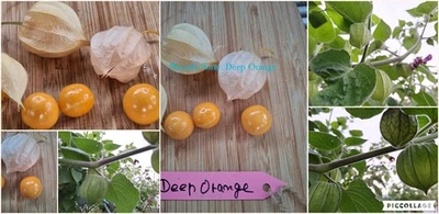 Physalis Sorte: Deep Orange - Bild 1 von 4