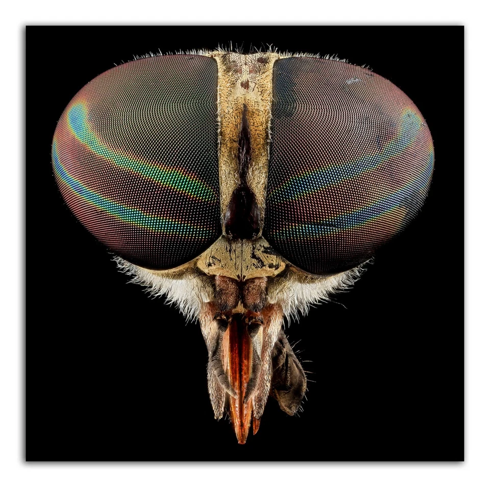 TABANUS FLY, Macro HEAD SHOT Photo Print (Borderless) Poster 19x13 in" - Image 1 of 1