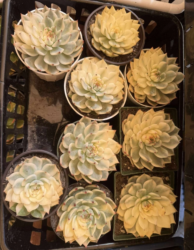 "Planta viva suculenta importada regalo rara suculenta Echeveria Chihuaensis 3,5""" Foto 1 de 1