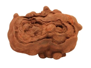 Ancient Moroccan Stromatolite fossil up to 3 Billion years old - Picture 1 of 4