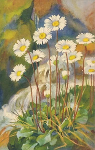 PC54477 Mountain Daisy - Picture 1 of 2