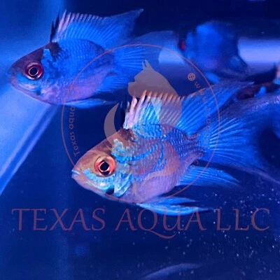 ELECTRIC BLUE RAM | TOP QUALITY | TOP USA REPUTABLE SELLER | UPS SHIPPING - Image 1 of 3