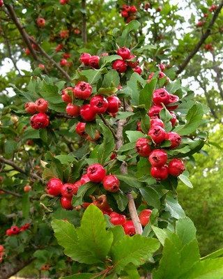 2 LIVE PLANTS HEIRLOOM 6" MAYHAW FRUIT TREES MAY HAW APPLE HAWTHORN RED SEEDLING - Image 1 of 4