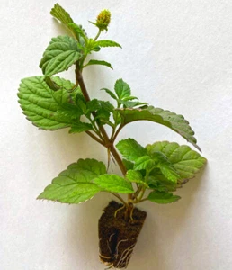Steckling Aztekisches Süßkraut (Lippia dulcis) – Natürlicher Süßstoff - Bild 1 von 3