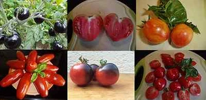 Tomaten- Set " 15 X Alte Sorten " jede Sorte einzeln verpackt, ca.105 Samen - Bild 1 von 12