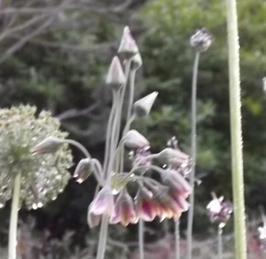 @ (◕‿◕)\\@ Zierlauchzwiebeln : Allium nectaroscodum siculum  (3) Liefertermin - Bild 1 von 1