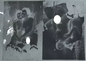 PHOTO SUR PLAQUE DE VERRE NEGATIF EROTISME NU 10 x 15 MAISON CLOSE 1900 EROTIQUE - Imagen 1 de 4