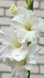 Gladioli White Pearl: Extra Large Flowers: $89.99 For 10 Bulbs : Free Postage - Bild 1 von 4