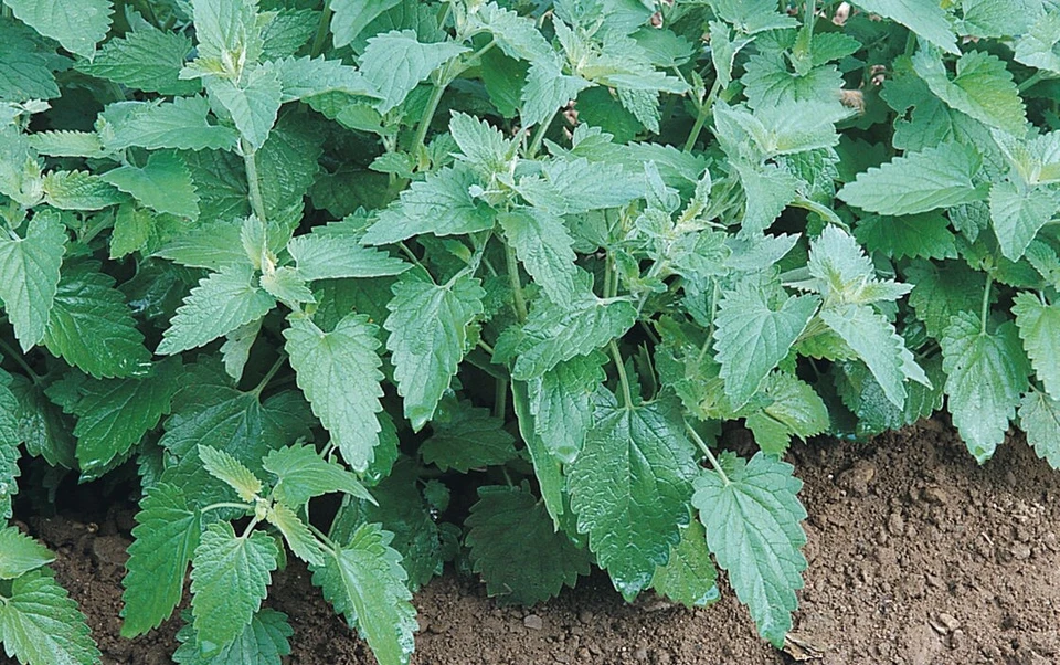 Catnip Seeds heirloom Non GMO cat party supplies 300 -10K seeds Bulk herbs - Image 1 of 1