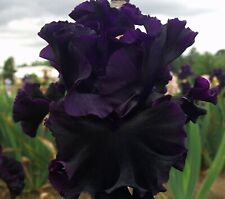 Black Lipstick Bearded Iris Plant 5" Pot - Heavy Bloomer! Purple Black Flowers