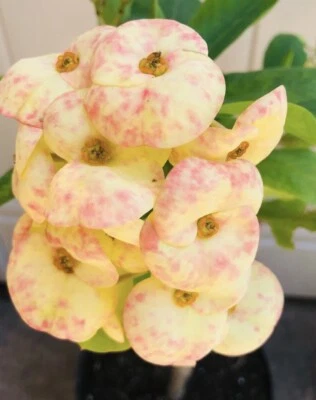 Thai Hybrid Crown of Thorns (Euphorbia milii) In 4” Pot 12”+ - Image 1 of 4