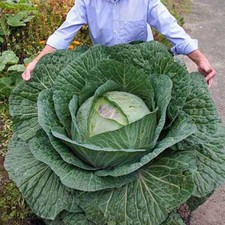 RARE! 200pcs graines de chou géant russe graines de légumes de haute qualit L0M1