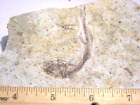 Fossil Fish Lycoptera Plate 6X3" Jurassic Unprepared Free Priority Shipping Eh45