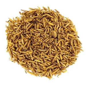 10 kg Soldatenfliegenlarven Hermetia Koi Vögel Reptilien Igel wie Mehlwürmer - Bild 1 von 7