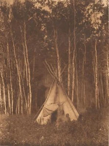Edward Curtis A Chipewyan Among the Aspens 1925 17"x 22" Archival Art Print - Picture 1 of 1