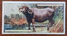 1924 John Player Natural History Cigarette Card - #9 Indian Water Buffalo 