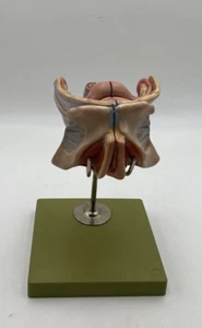 Somso Anatomical MS5 Female Genital Organs Model - Picture 1 of 4