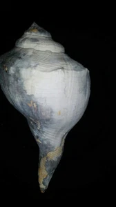 Fossil / Fossilized Whelk sea shell gastropod mollusk collectors collections ss2 - Picture 1 of 6