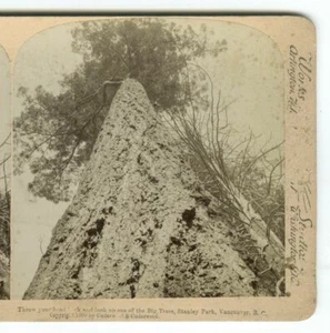 1900 Stereoview Big Trees, Stanley Park, Vancouver, BC, Canada, Underwood - Picture 1 of 3